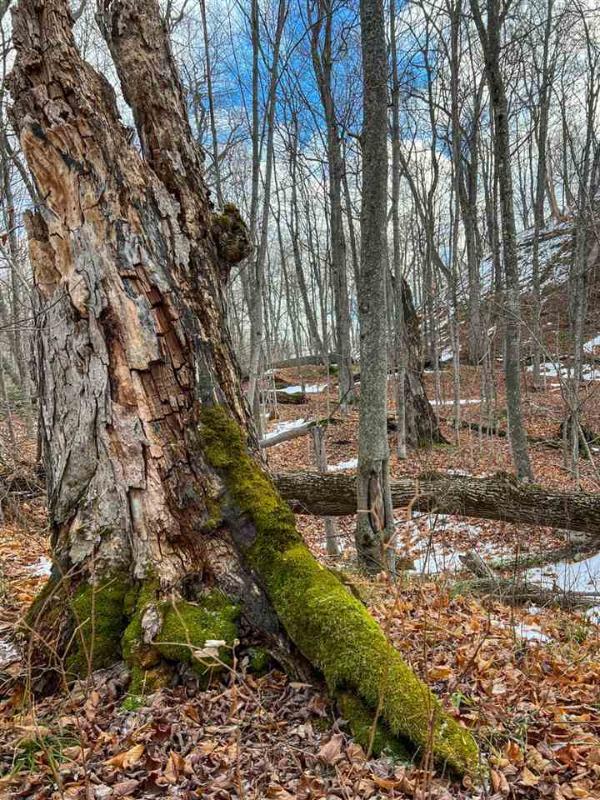 Listing Photo for TBD White Birch Road, Lot 247
