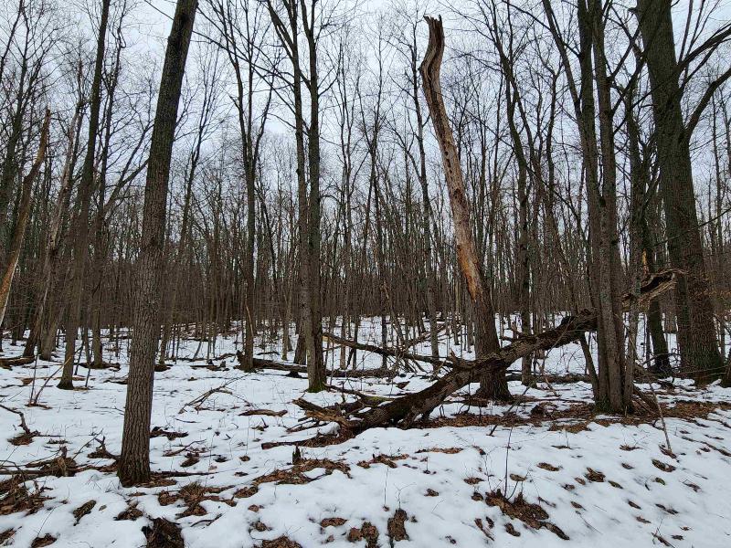 Listing Photo for LOT 1043 Spruce Hill
