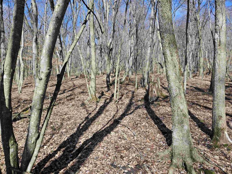 Photo -28 - 123.5 +/- ACRES Hell Hollow Road Richland Center, WI 53581