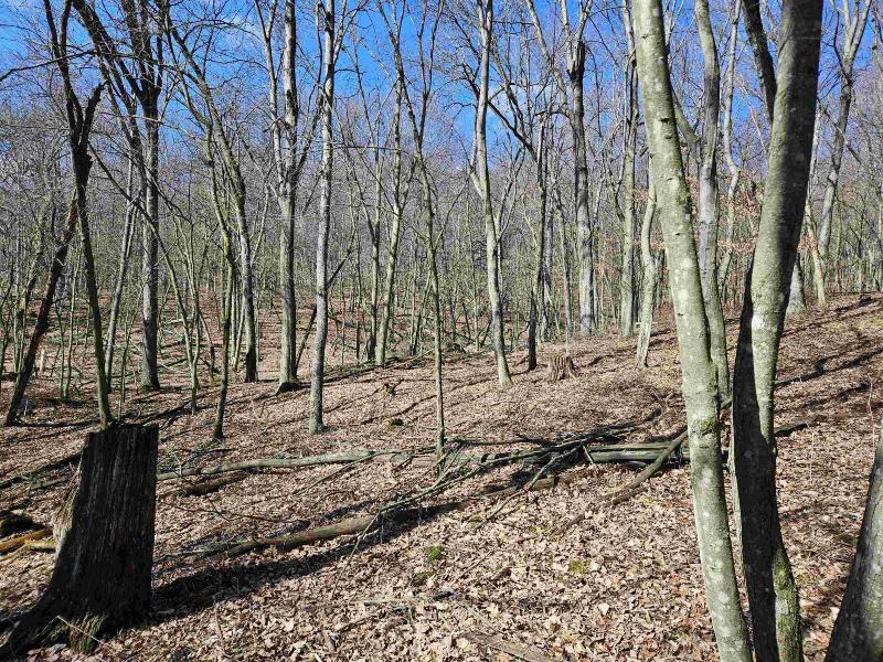 Photo -29 - 123.5 +/- ACRES Hell Hollow Road Richland Center, WI 53581