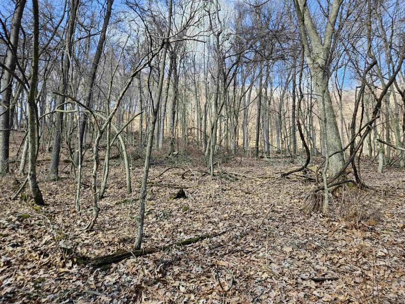 Photo -44 - 123.5 +/- ACRES Hell Hollow Road Richland Center, WI 53581