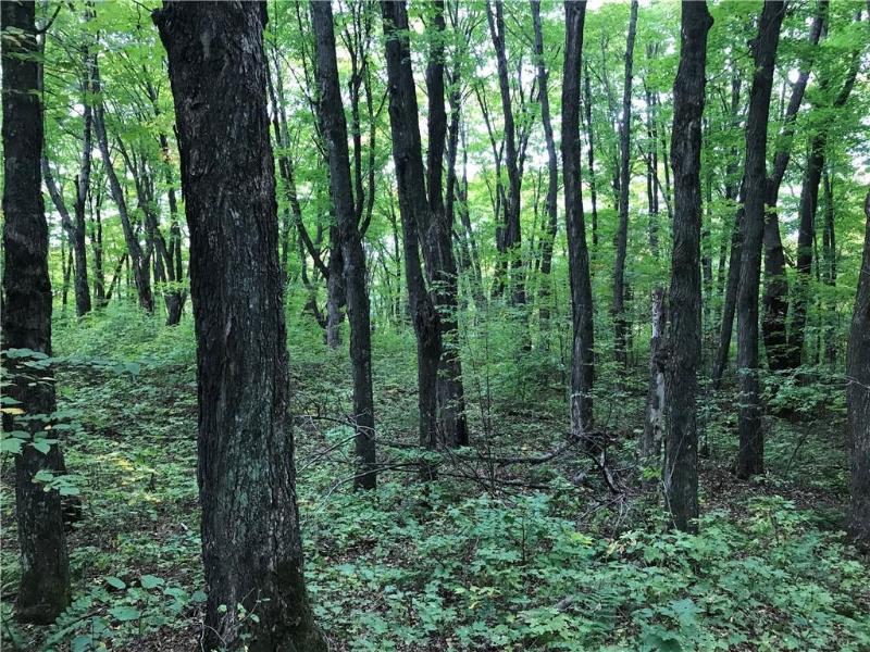 80 ACRES Namakagon Sunset Road Cable, WI 54821