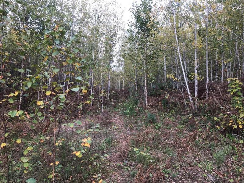 80 ACRES Namakagon Sunset Road Cable, WI 54821