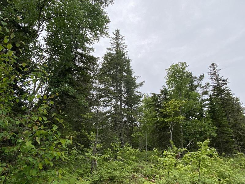 Listing Photo for 14889 N Whitefish Point Rd