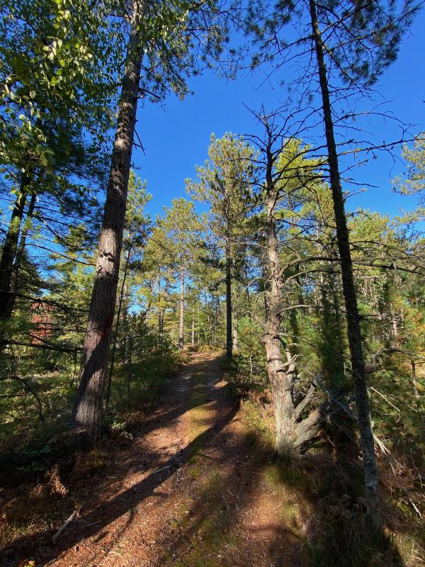 Listing Photo for 12595 N Whitefish Point Rd