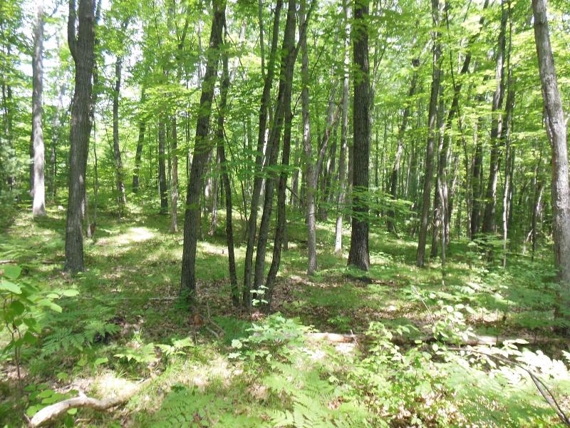 Listing Photo for 5 ACRES Blanche