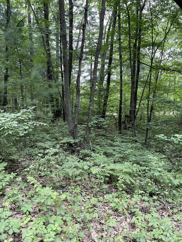 Listing Photo for LOT 597 Hickory Drive