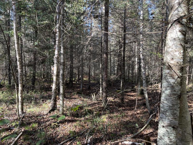 Listing Photo for N Hubbard Lake Road 120 ACRES