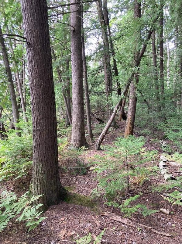 Listing Photo for Long Rapids Road 1.13 ACRES
