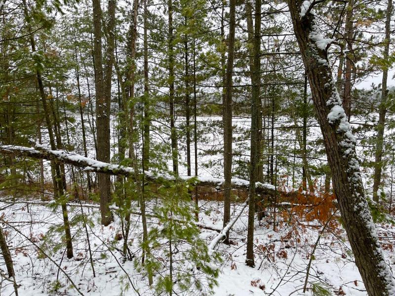 Listing Photo for Lake Nettie Road 1.59 ACRES