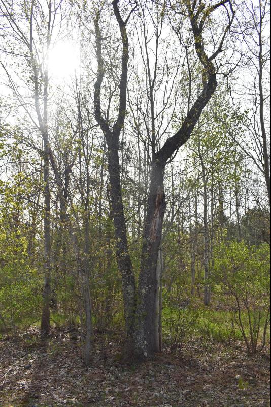 Listing Photo for 738 White Pine Drive LOT 25