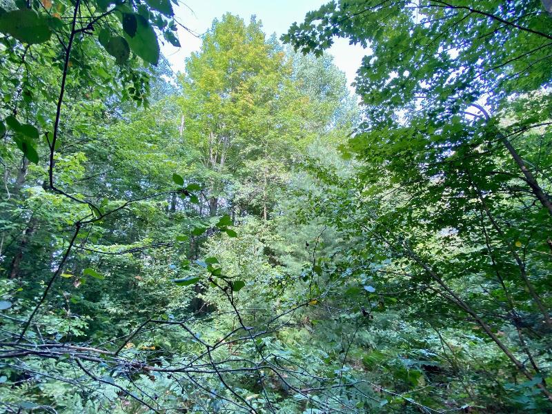 Listing Photo for Old Stump 20 ACRES