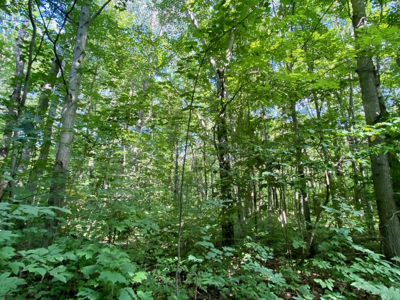 Listing Photo for Old Stump 20 ACRES