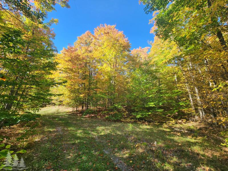 Listing Photo for Mccormick Lake Road 20 ACRES