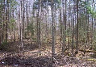 Listing Photo for Red Maple Drive LOT# 220 & 1/2 OF 219